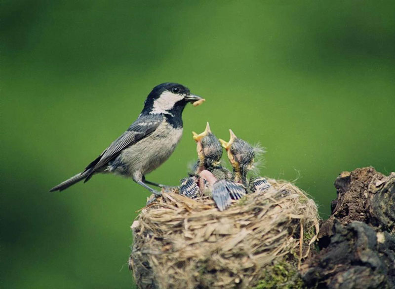 ένα πουλάκι ταΐζει τα νεογέννητα στη φωλιά