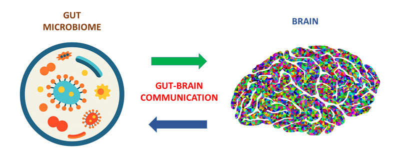 γράφημα που απεικονίζει την επικοινωνία του εντέρου και του εγκεφάλου