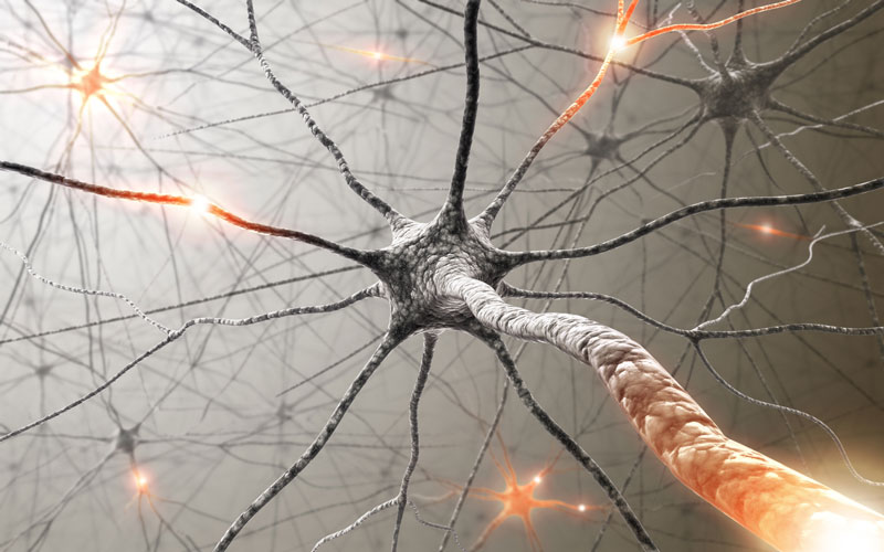 νευρώνες που αναπτύσσονται σε οποιαδήποτε ηλικία