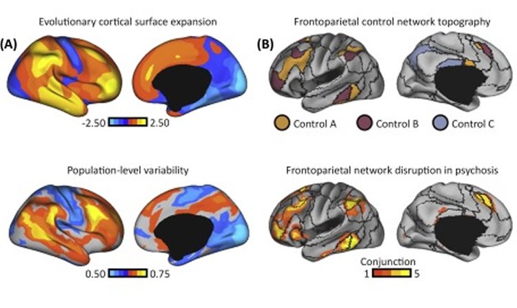 brain normal neurosciencenews
