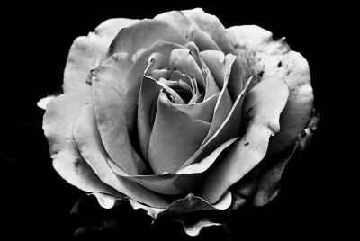 τριαντάφυλλο τραβηγμένο με ασπρόμαυρη λήψη απεικονίζει την κατάθλιψη τα συμπτώματα την αιτία και την αντιμετώπιση