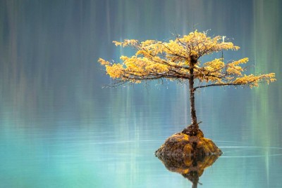 ένα δέντρο μπονσάι σε μια λίμνη