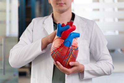 επιστήμονας κρατάει στα χέρια του ένα τρισδιάστατο μοντέλο της καρδιάς
