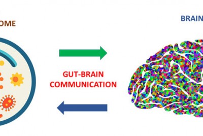 γράφημα που απεικονίζει την επικοινωνία του εντέρου και του εγκεφάλου