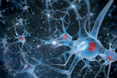 εικόνα με νευρώνες του εγκεφάλου που βοηθούν στη διάκριση μεταξύ της πραγματικότητας και της φαντασίας 
