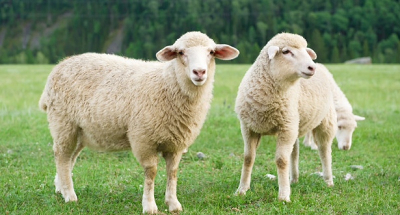 πρόβατα στην εξοχή