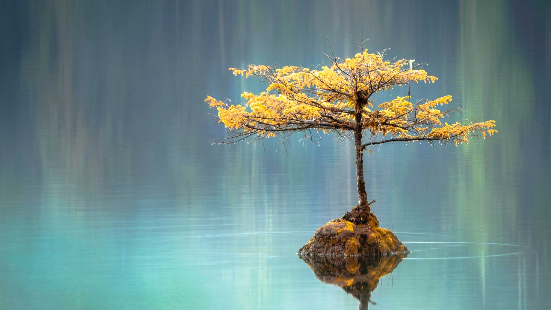 ένα δέντρο μπονσάι σε μια λίμνη