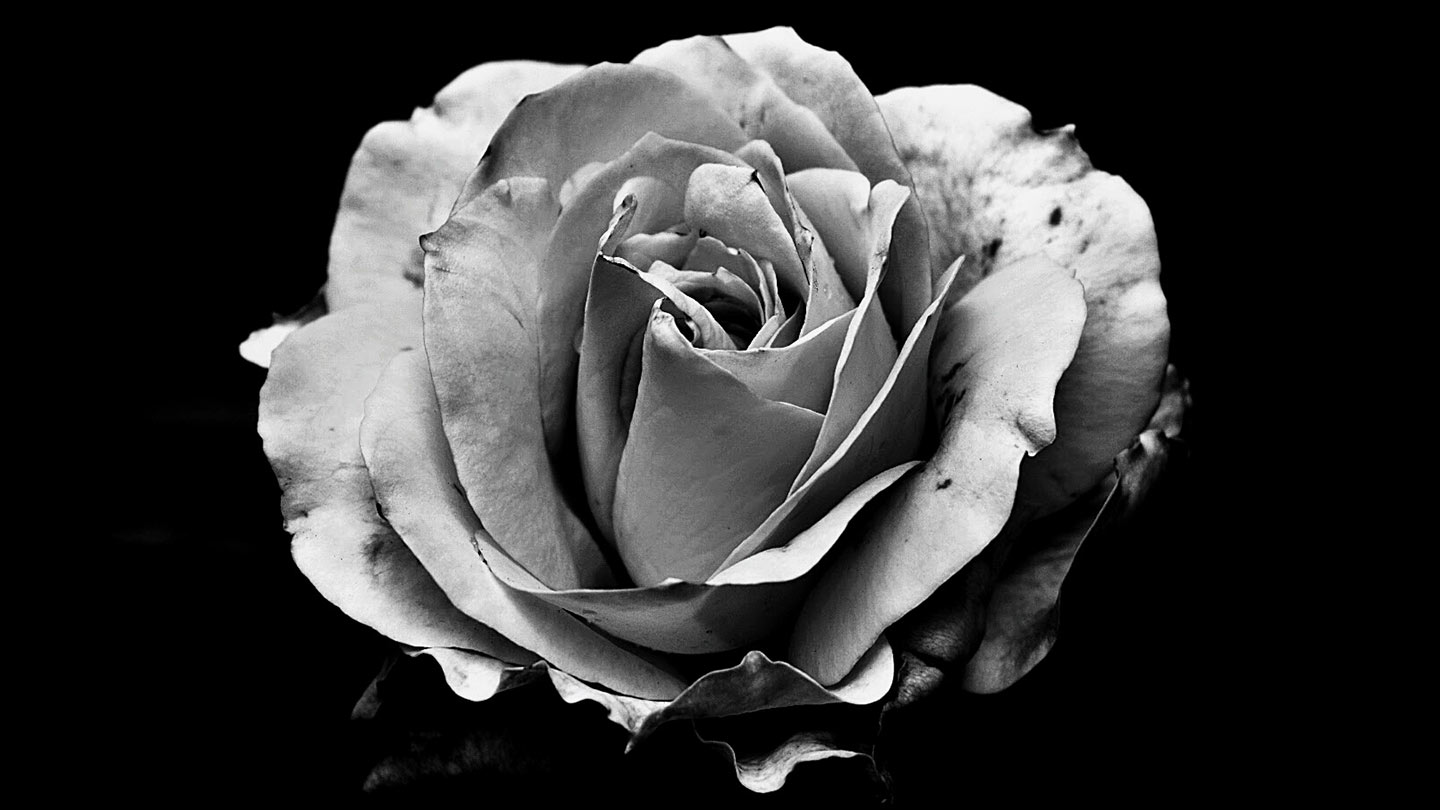 τριαντάφυλλο τραβηγμένο με ασπρόμαυρη λήψη απεικονίζει την κατάθλιψη τα συμπτώματα την αιτία και την αντιμετώπιση