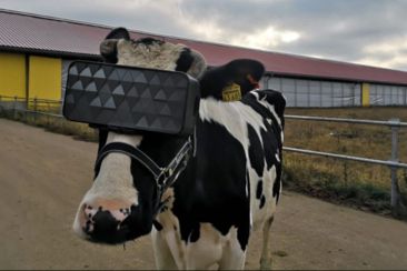 Στη Ρωσία βάζουν VR γυαλιά στις αγελάδες για να καταπολεμήσουν το στρες και να βγάλουν περισσότερο γάλα