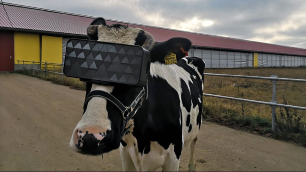 αγελάδες με γυαλιά VR για την καταπολέμηση του άγχους