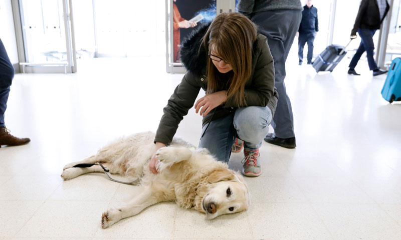 AirportScotlandTherDogs es4